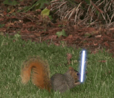 squirrel jedi